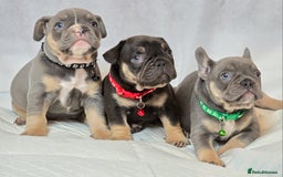 French Bulldog dogs for sale: TOP QUALITY KC REG FRENCHIES AVAILABLE  - Image 1