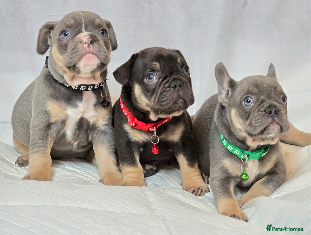 French Bulldog dogs for sale: TOP QUALITY KC REG FRENCHIES AVAILABLE  - Image 1
