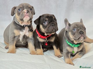 French Bulldog dogs - Advert 1