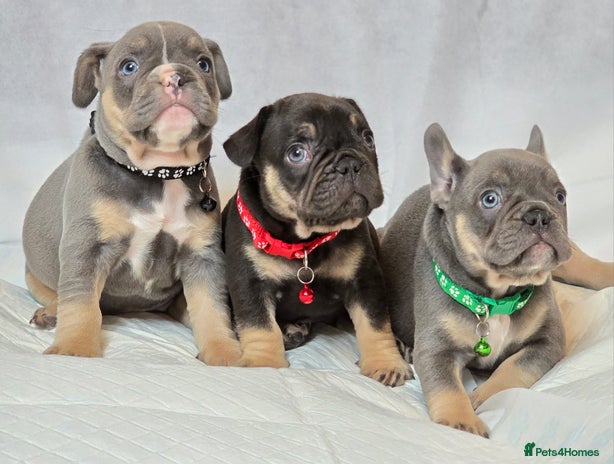 French Bulldog dogs - Advert 4