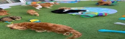 Cavapoo dogs for sale: Stunning toy-Cavapoo fully DNA tested parent   - Advert 13