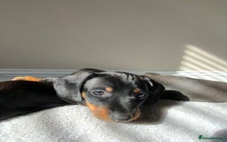 Miniature Dachshund dogs for sale: Four Miniature Dachshund Puppies - Image 6