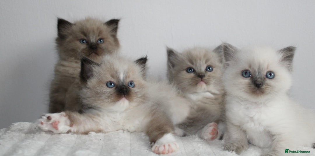 Ragdoll cats for sale:  3 BOY ULTRA FLUFFY MINK ragdoll kittens  - Image 22