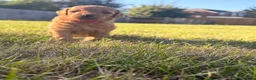 Miniature Poodle dogs for sale:  🐾 KC Registered Miniature Poodles-Red&Apricot 🐾 - Advert 16