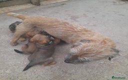 Border Terrier dogs for sale: 2 border terrier girls - Image 11