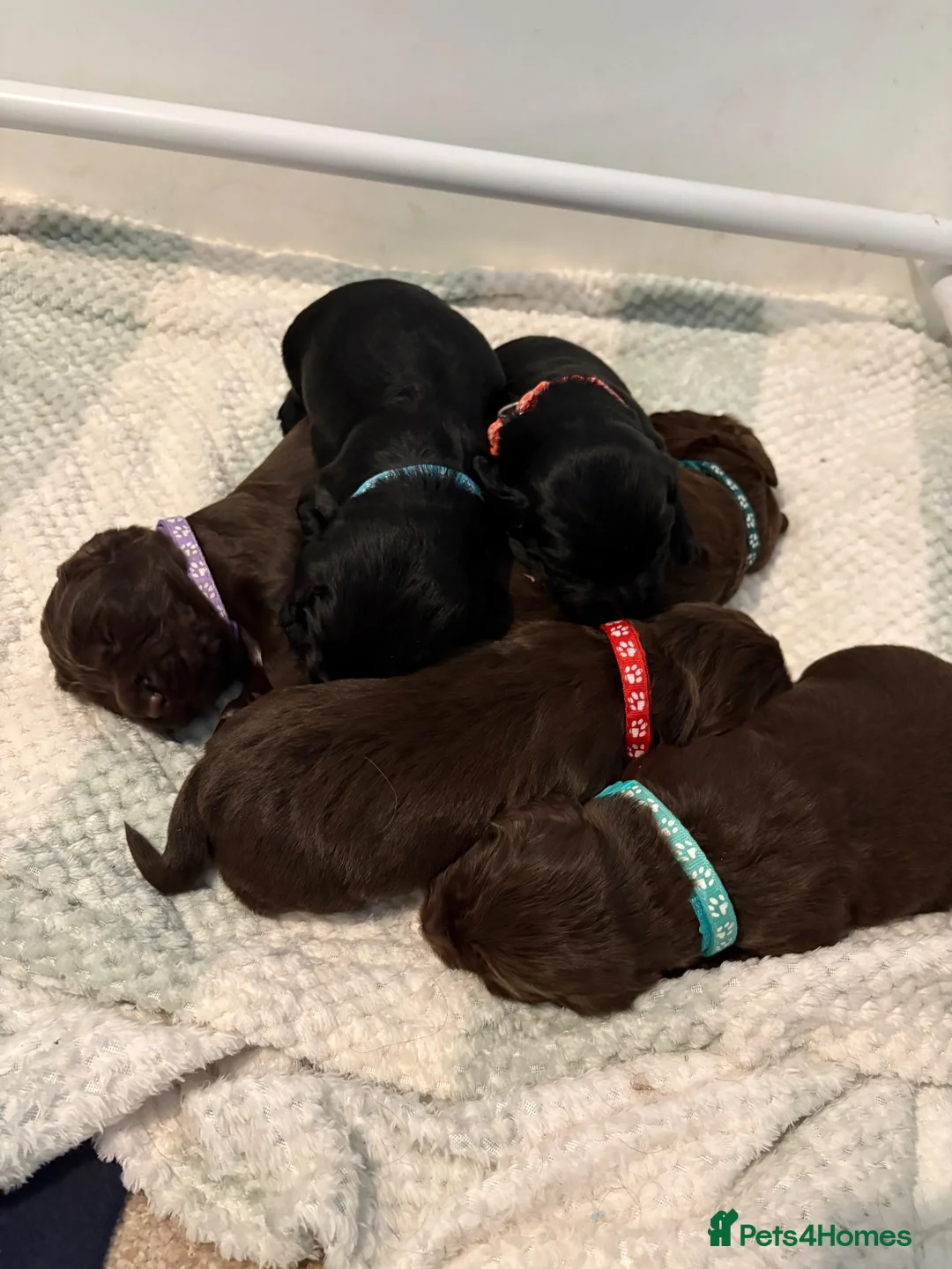 Cocker Spaniel dogs for sale: 6 beautiful Cocker spaniel puppies  - Advert 2