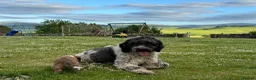 Bernedoodle dogs for sale: F1 Bernedoodle Puppies  - Advert 24