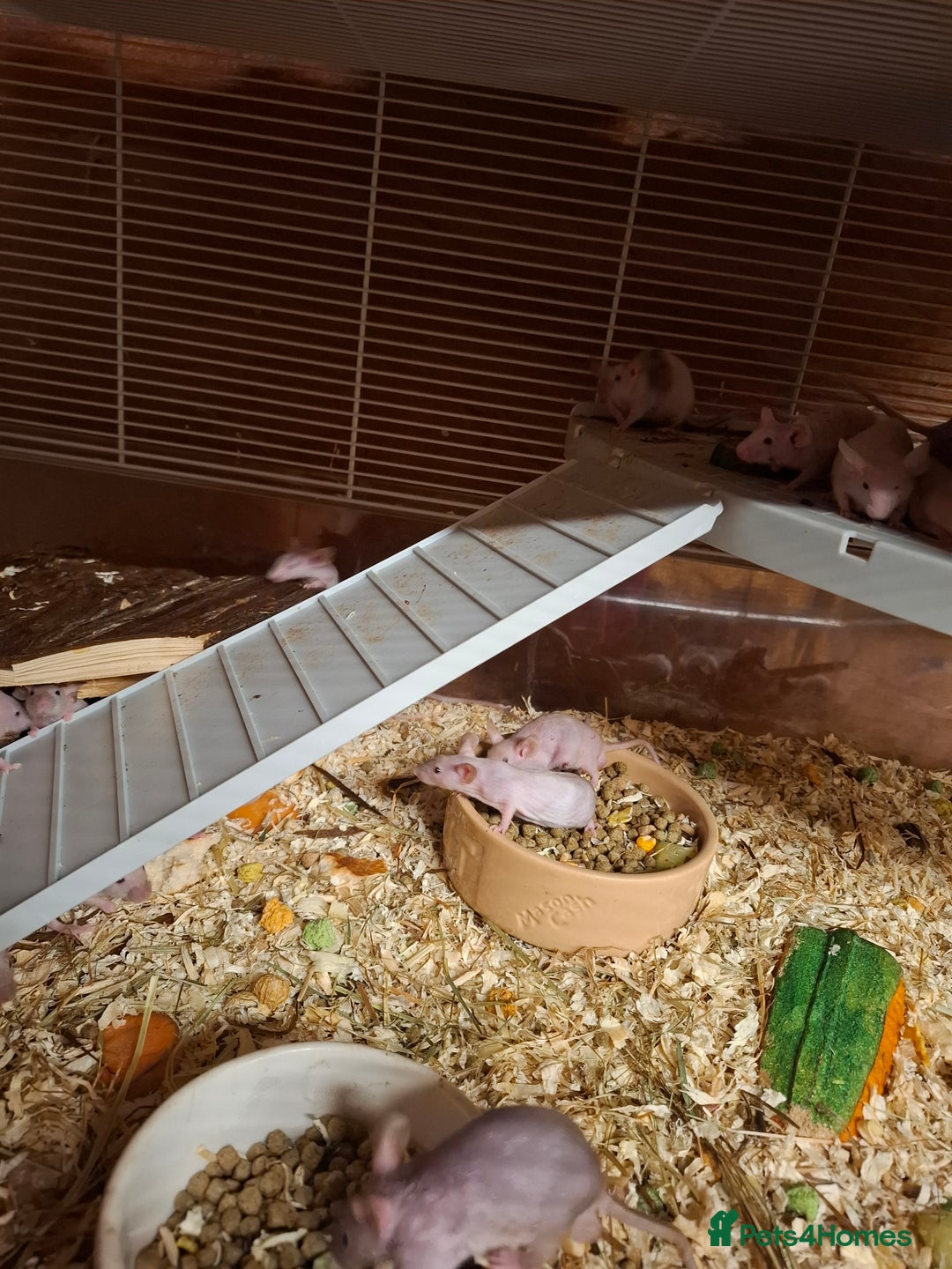 Mouse rodents for sale: Male naked mice - Advert 5
