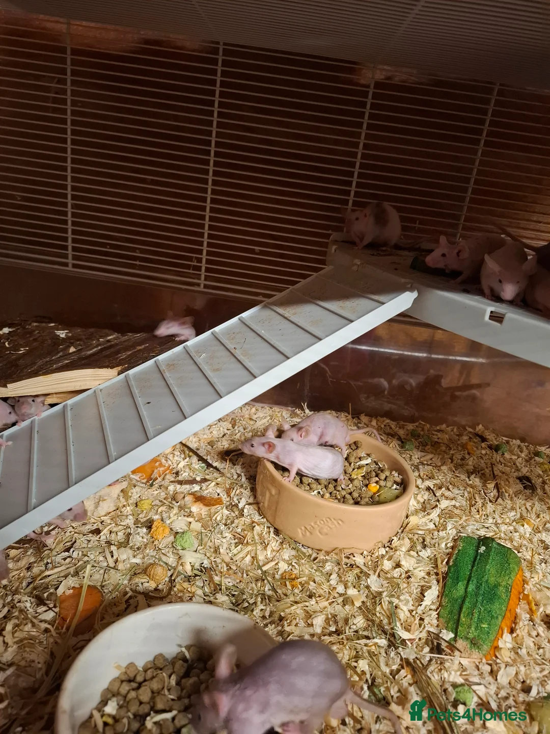 Mouse rodents for sale: Male naked mice - Advert 5