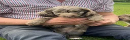 Cockapoo dogs for sale: Stunning Merle Cockapoos. Fully health tested in Romsey - Advert 9