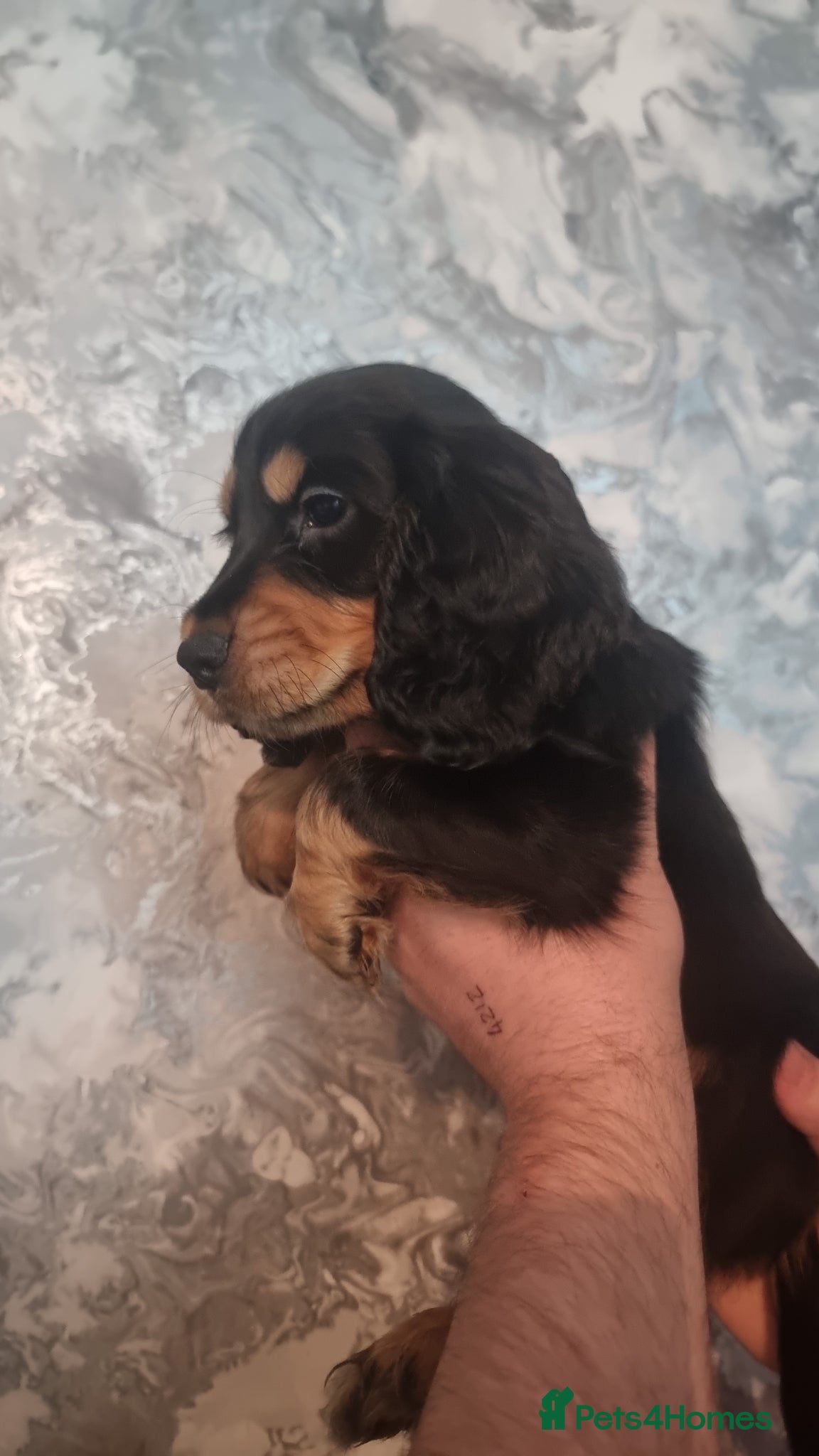 Cocker Spaniel dogs Reduced last pup KC Registered cocker pup 🐶  - Advert 2