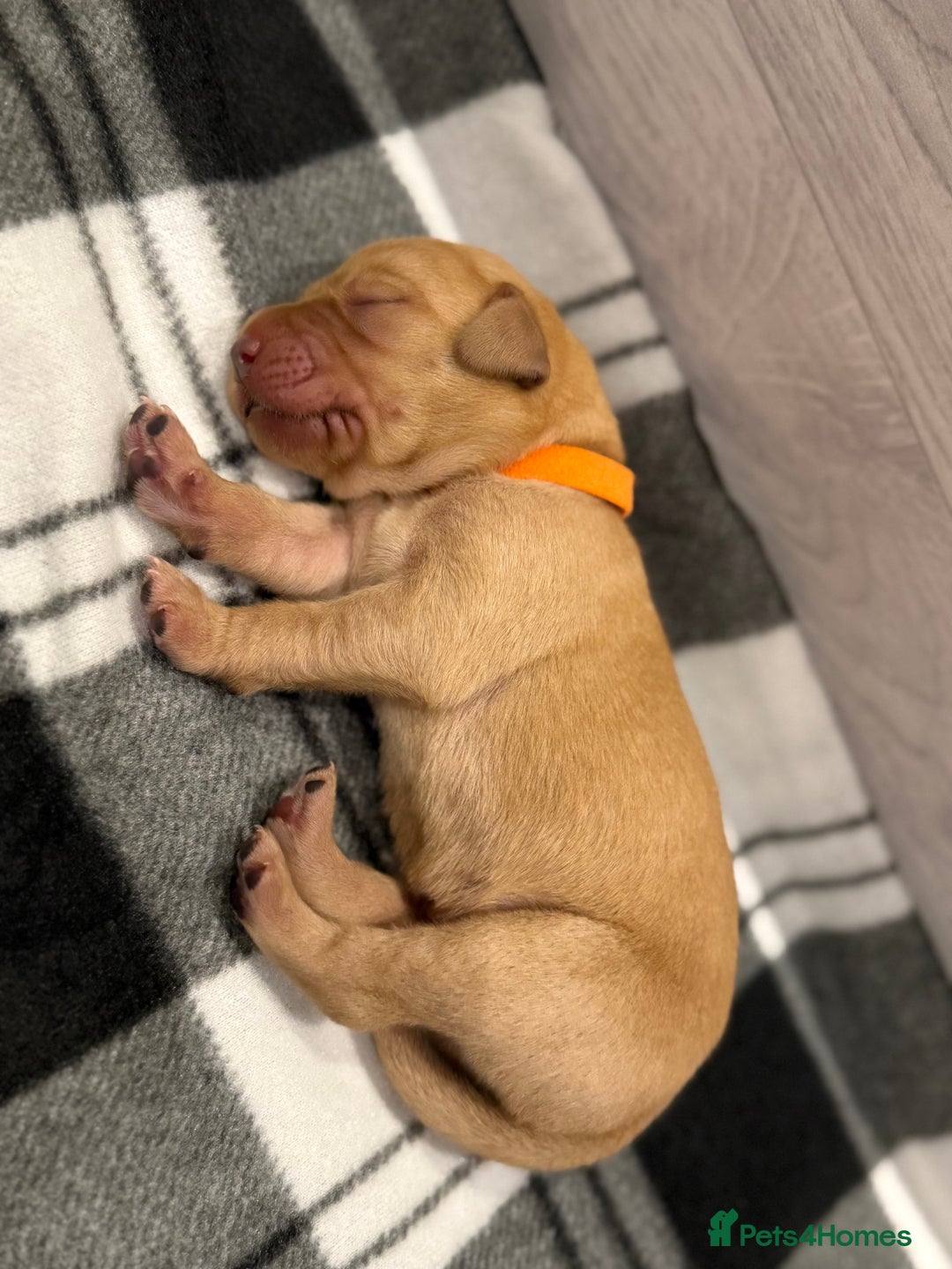Labrador Retriever dogs for sale: Fox Red Lab Pups 🐶🩵 - Image 14