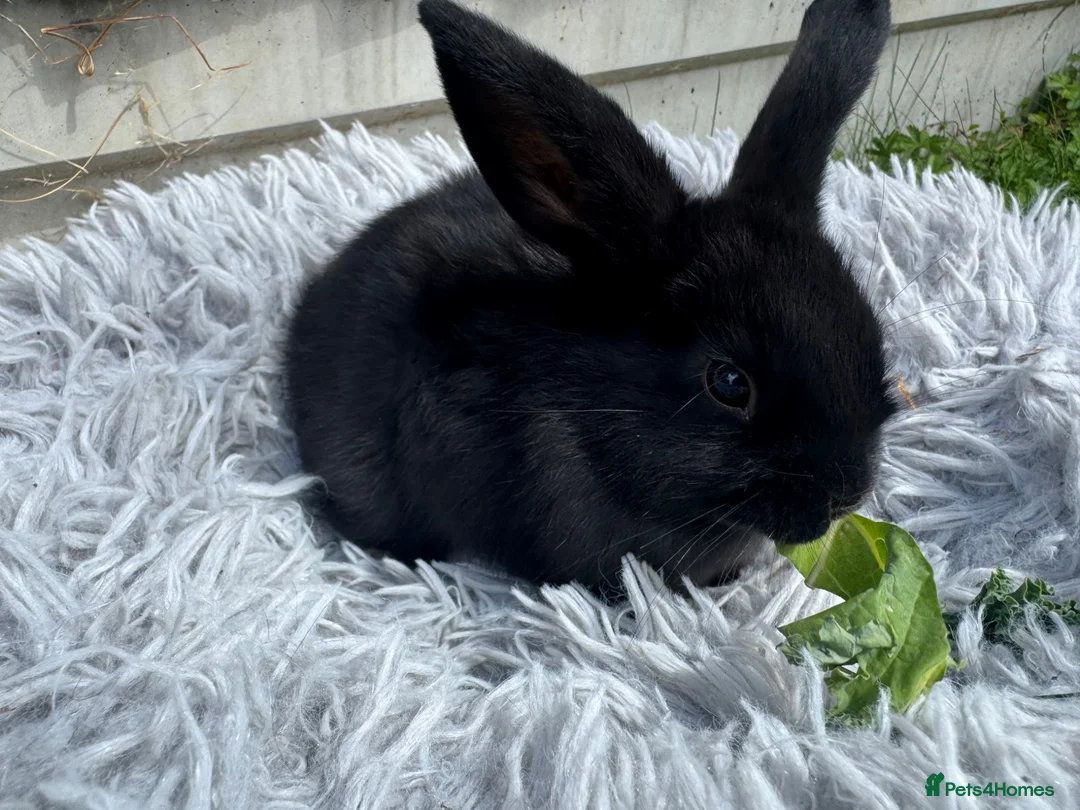 Mini Lion Lop rabbits for sale: Mini lop/lion head baby bunnies in Basildon - Advert 8