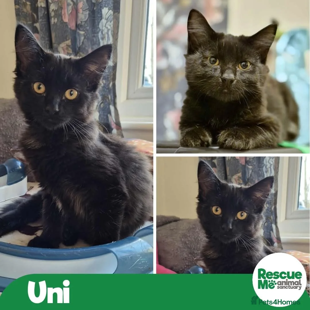 Mixed Breed cats for adoption: Uni - sweet indoor girl - Advert 1