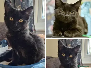 Mixed Breed cats Uni - sweet indoor girl - Advert 1