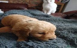 Golden Retriever dogs for sale: 🐾 Golden Retriever Puppies – Ready Soon! 🐾 - Image 15