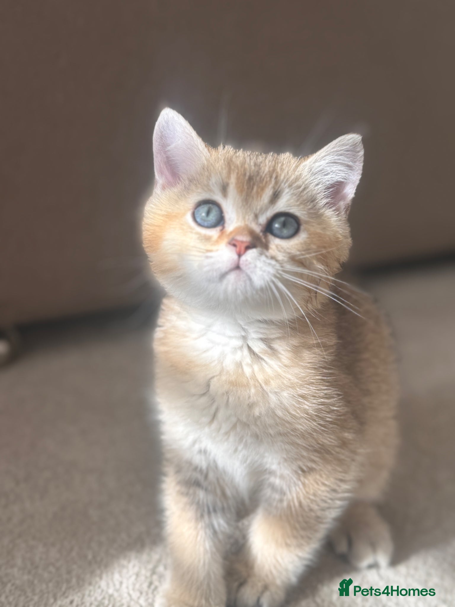 British Shorthair cats Golden shaded TICA British shorthair - Advert 6