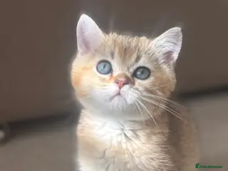 British Shorthair cats Golden shaded TICA British shorthair - Advert 6