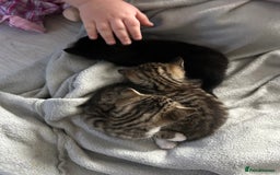 Mixed Breed cats for sale: 4 gorgeous kittens ready for amazing homes  - Advert 22