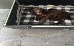 Cocker Spaniel dogs for sale: 3 Working Cocker Spaniel Dogs  - Image 12