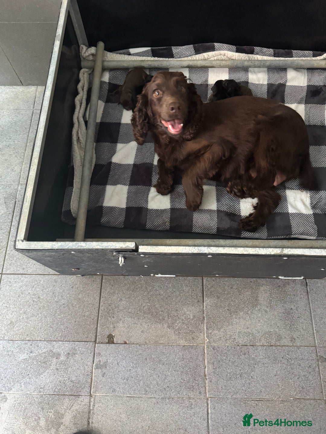 Cocker Spaniel dogs for sale: 3 Working Cocker Spaniel Dogs  - Image 12