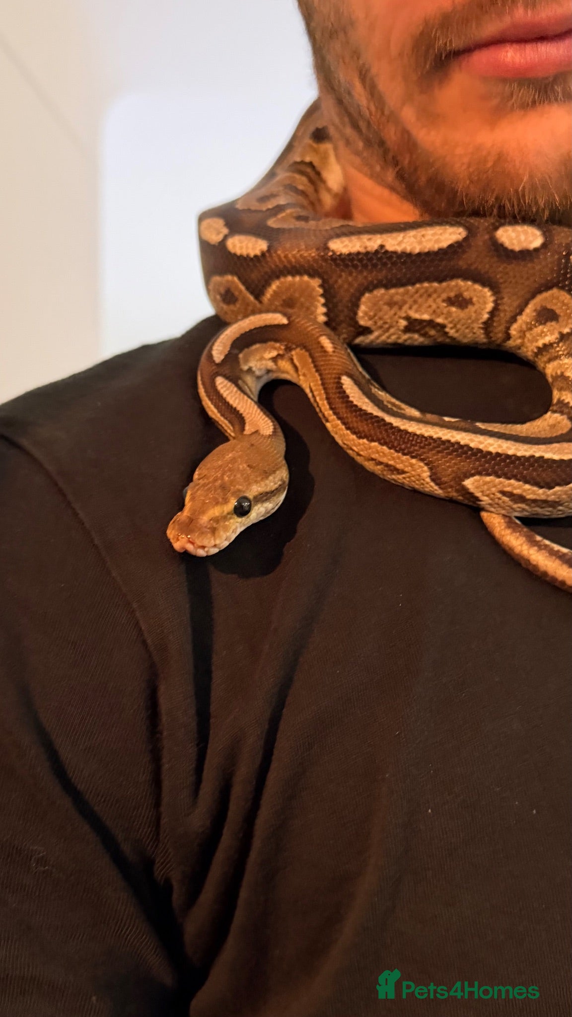 Python Snake reptiles Ball Python - Advert 11