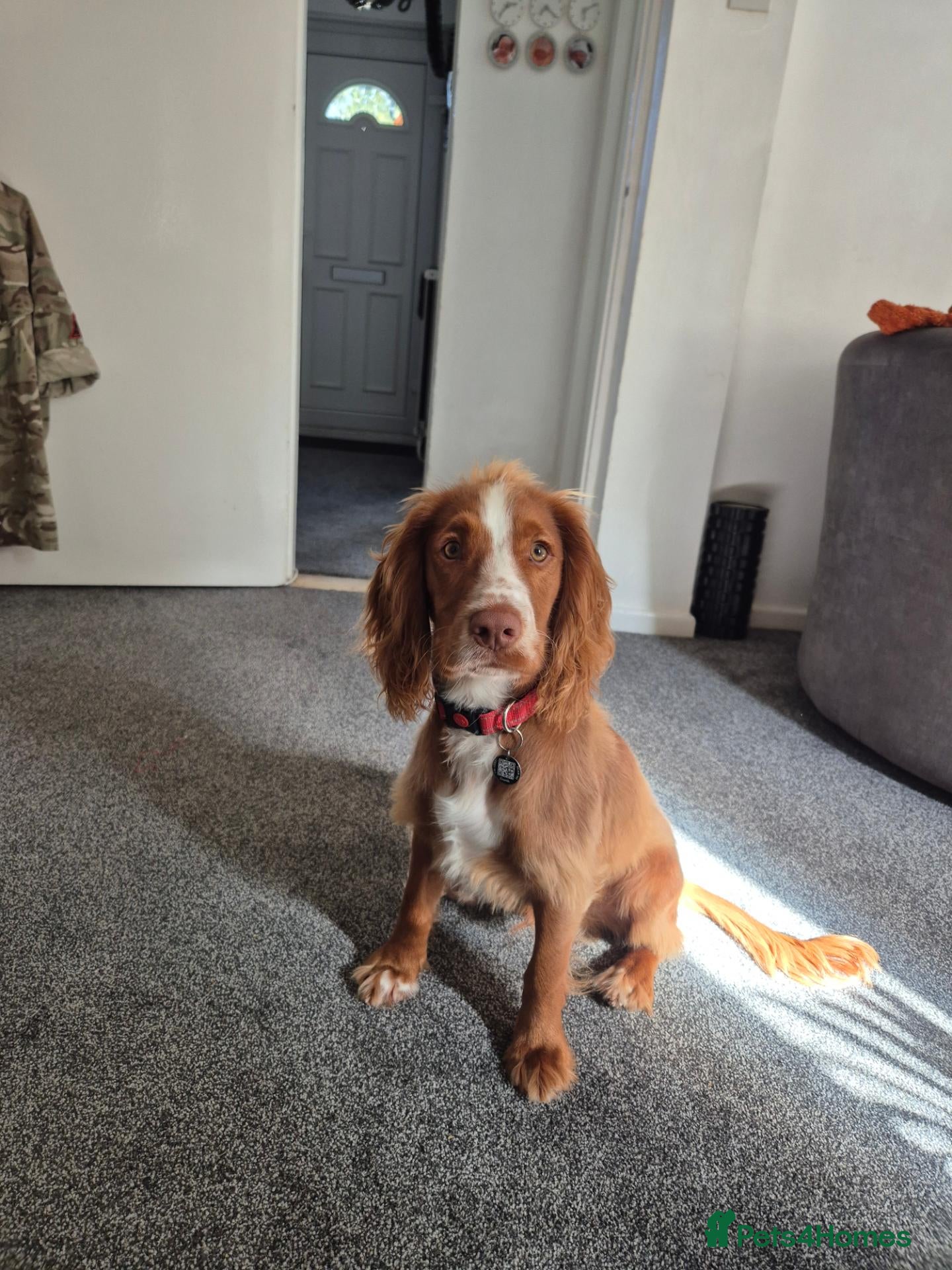 Cocker Spaniel dogs for sale: 7 month old Working Cocker Spaniel  - Advert 9