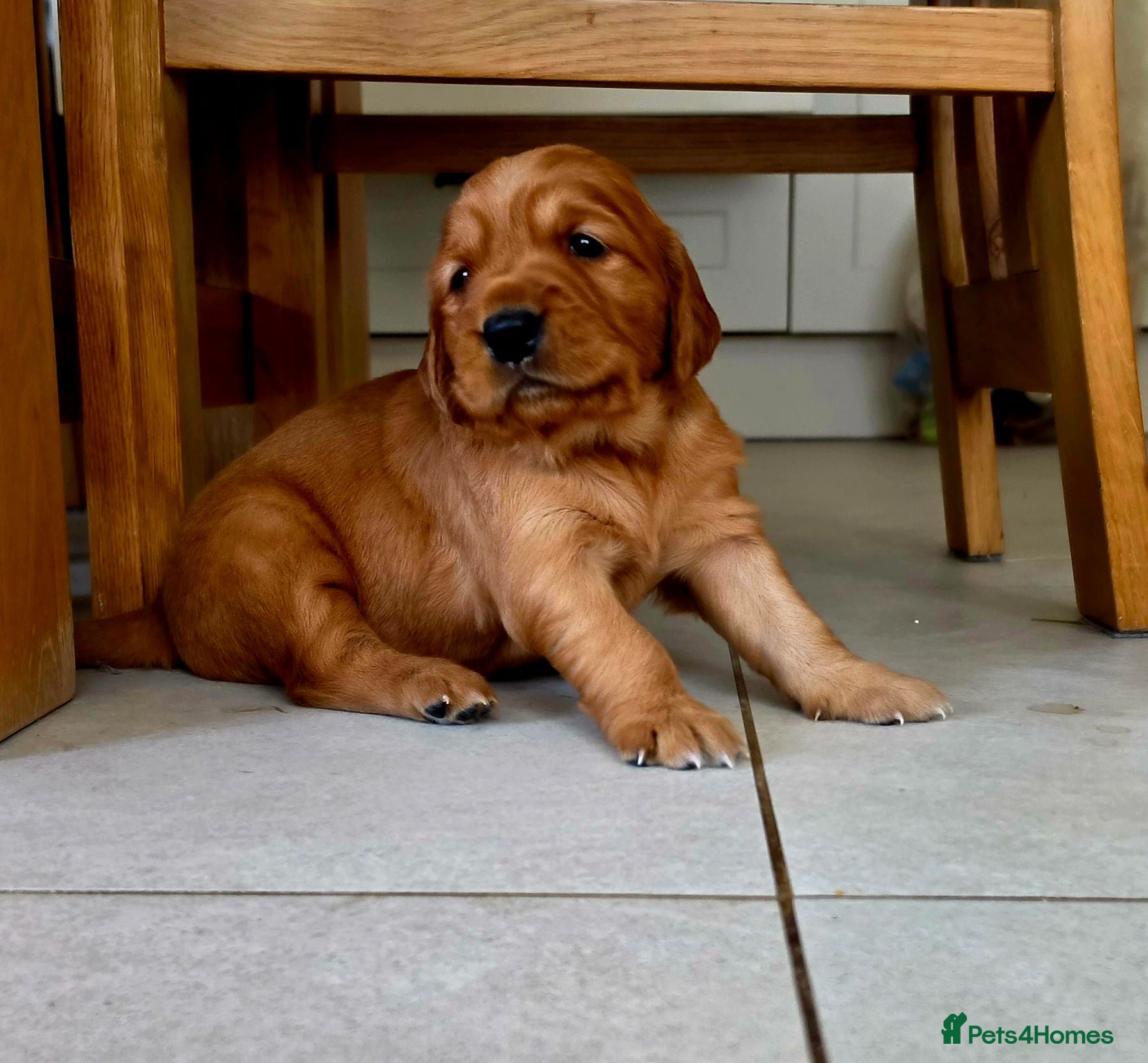 Golden Retriever dogs Stunning dark working golden retriever puppies - Advert 1
