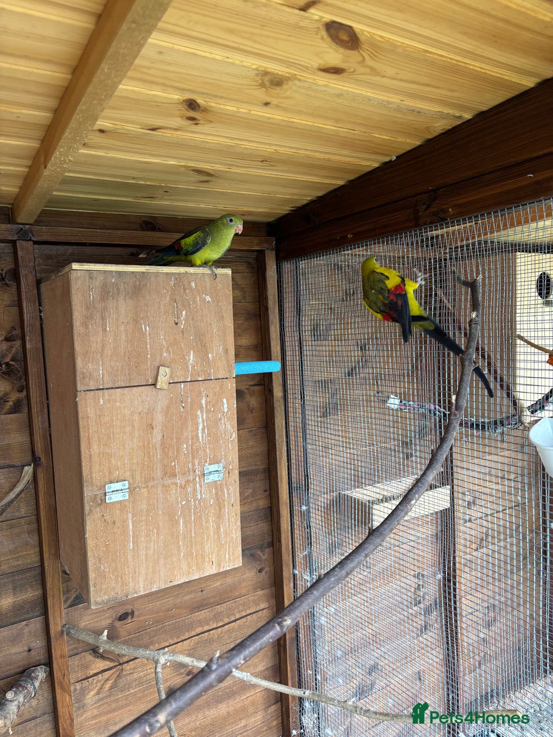 Parrots birds for sale: Rare opportunity Rock pebbles pair for sale - Image 4