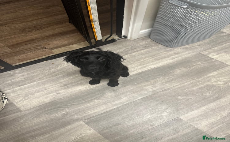 Cocker Spaniel dogs - Advert 4
