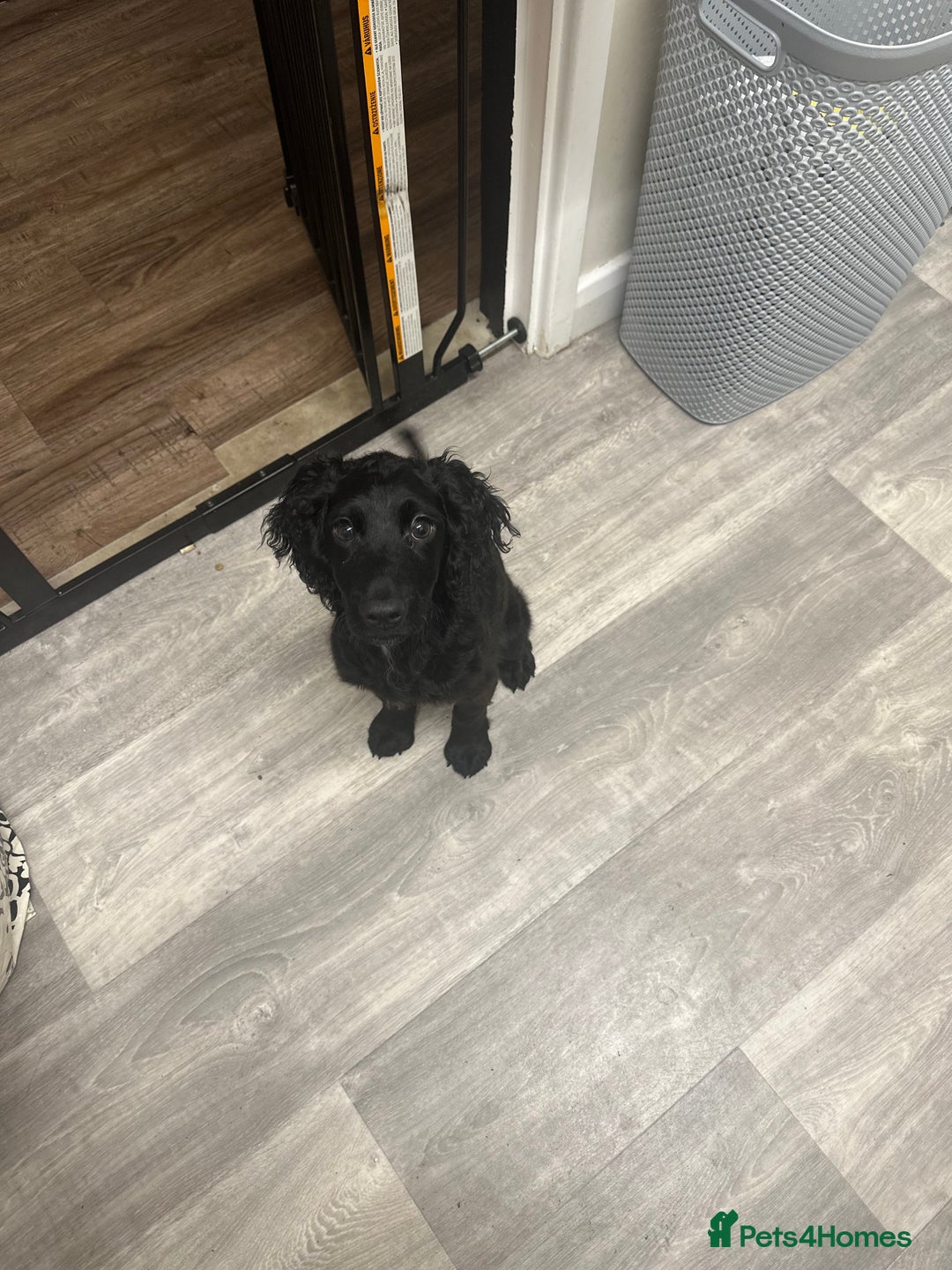 Cocker Spaniel dogs for sale: Male cocker spaniel  - Image 1