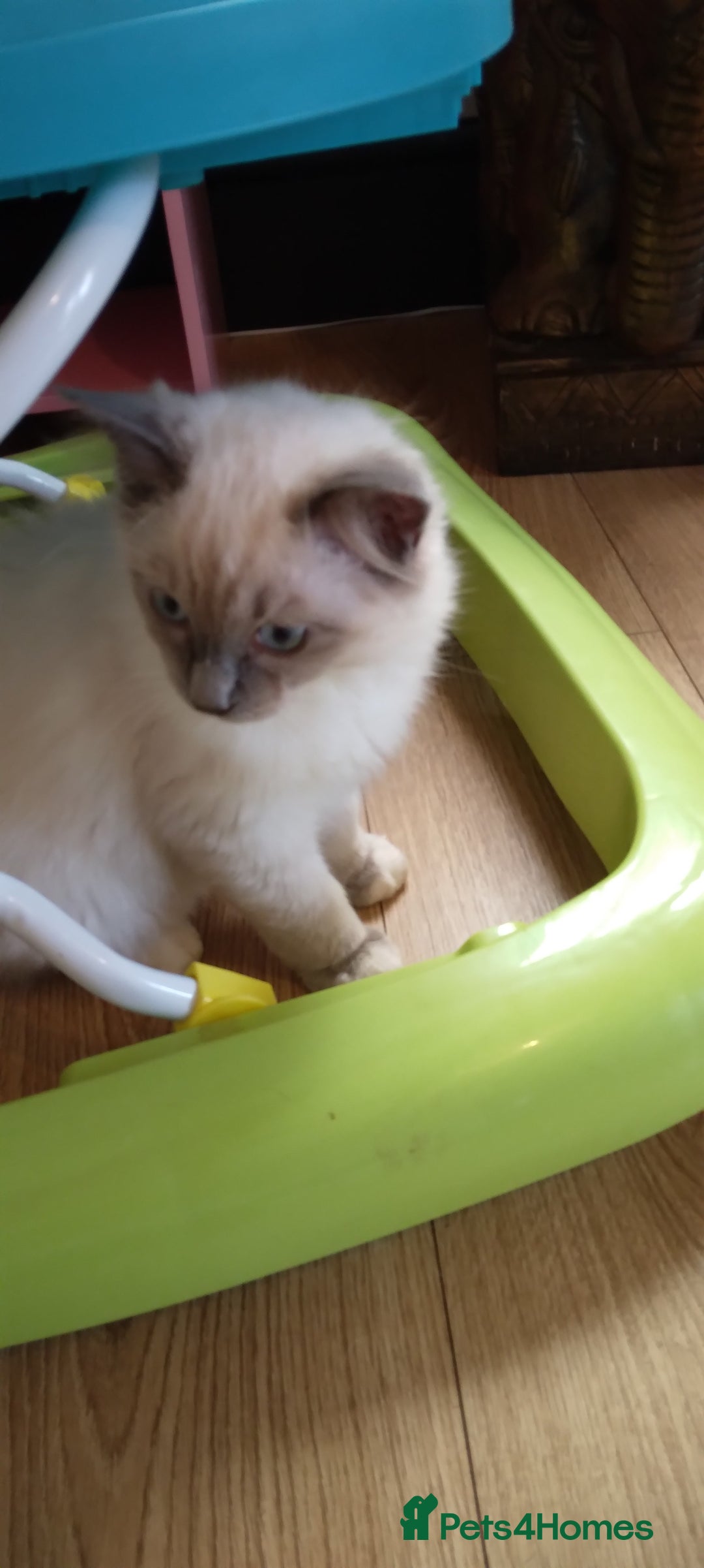 Siberian cats for sale: Beautiful pure Ragdoll  - Image 4