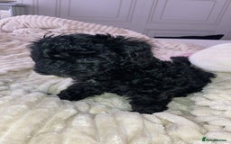 Cavapoo dogs for sale: 2 gorgeous boy cavapoos🐾 - Image 12