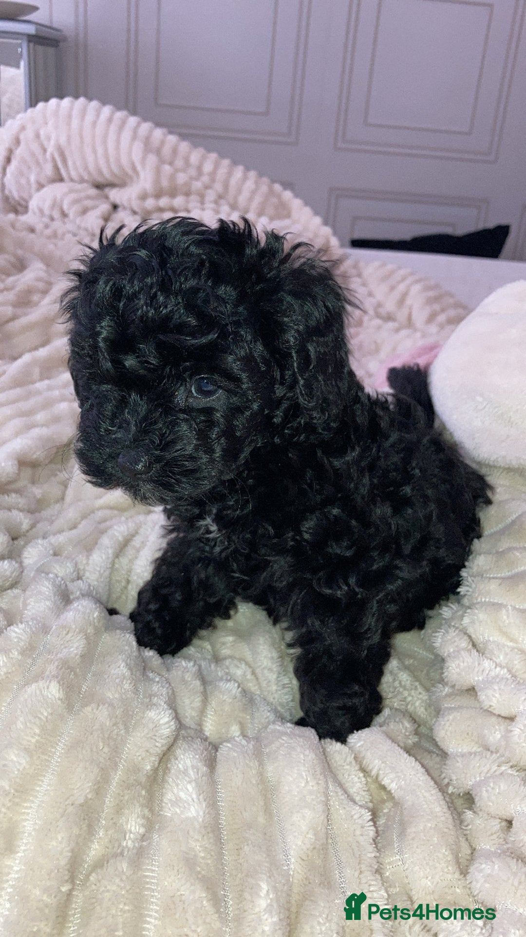 Cavapoo dogs for sale: 2 gorgeous boy cavapoos🐾 - Image 12