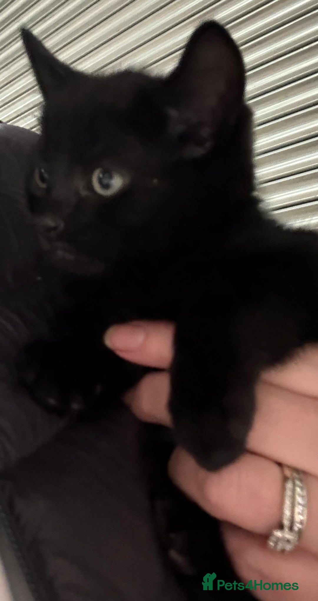 Mixed Breed cats for sale: Beautiful Bengal X kittens - Image 7