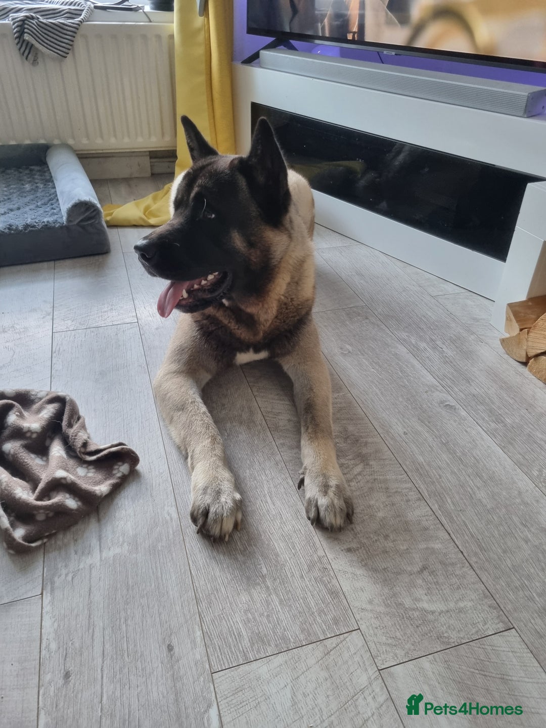 Akita dogs for stud: American Akita 2 years old . Stud  - Image 6
