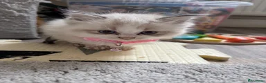 Bicol Kitten 3