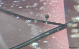 Plecos fish for sale: Baby Bristlenos Plecos - Image 7