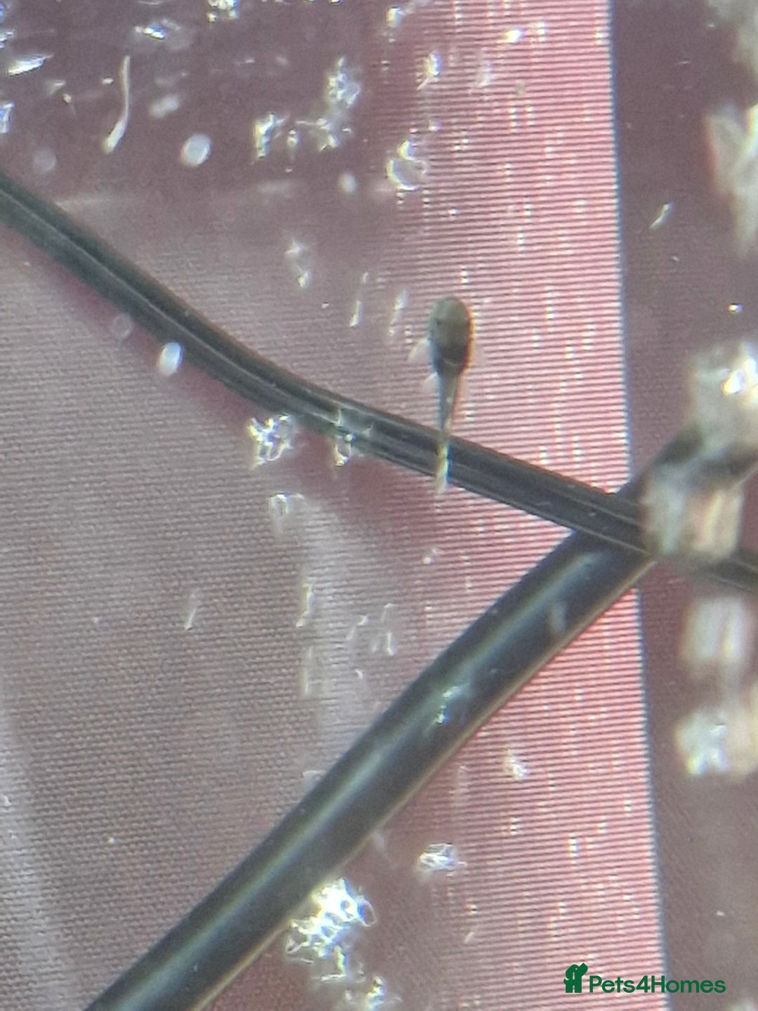 Plecos fish for sale: Baby Bristlenos Plecos - Image 7