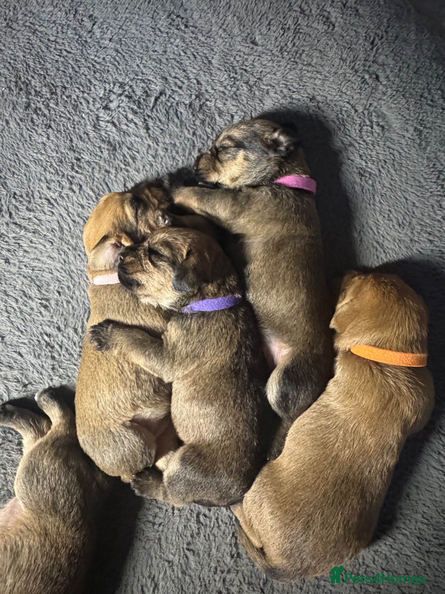 Mixed Breed dogs for sale: Gorgeous female puppies - Advert 2