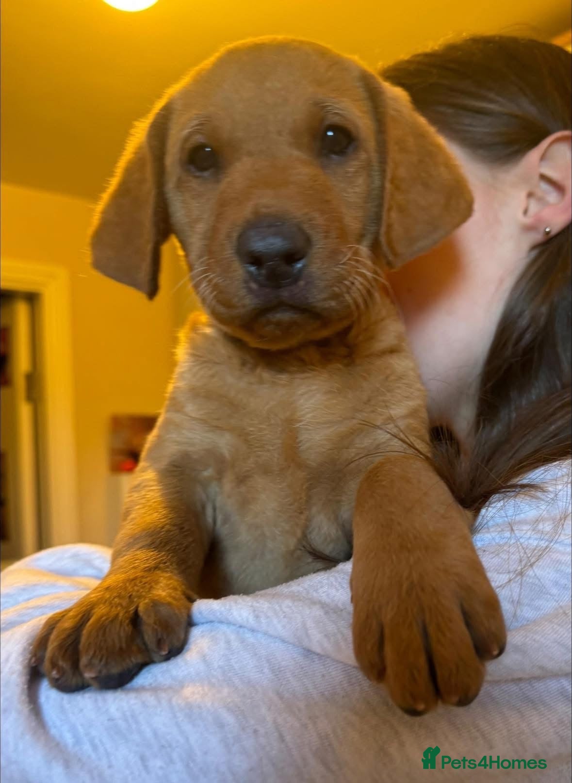 Labrador Retriever dogs Beautiful Labrador puppies - Advert 2