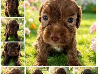 Cockapoo dogs DNA CLEAR, Stunning Cockapoos, Ready November - Advert 8