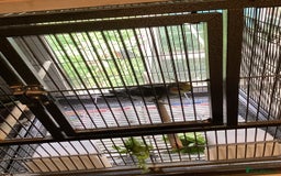 Cockatiels birds for sale: cockatiel - Image 2
