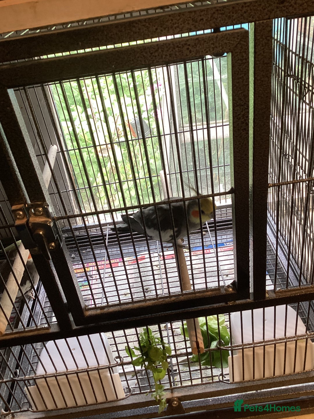 Cockatiels birds for sale: cockatiel - Image 2
