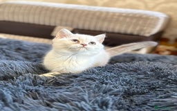 British Shorthair cats for sale: British shorthair kittens TICA ready NOW  - Image 3