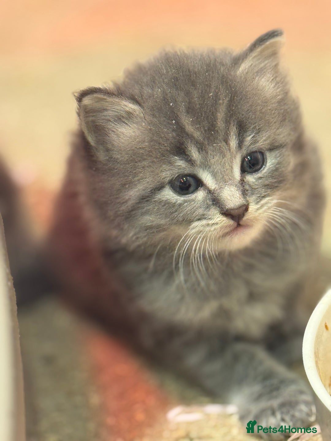Mixed Breed cats for sale: 5 lovely kittens for sale  - Image 10