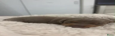 Dachshund 5