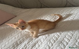 Ragdoll cats for sale: Beautiful Ragdoll X kittens  - Image 5