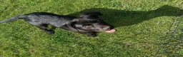 Australian Kelpie dogs for sale: Kelpie X collie puppies in Buxton - Advert 25