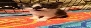 Ragdoll Kitten 3